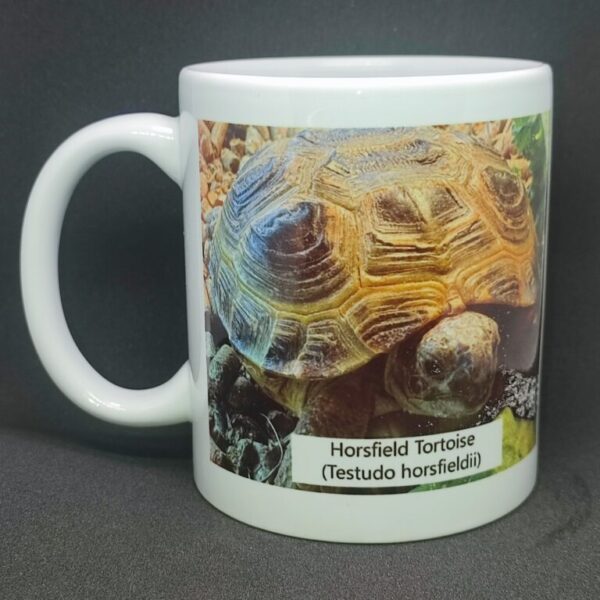 Horsfield tortoise mug 11oz