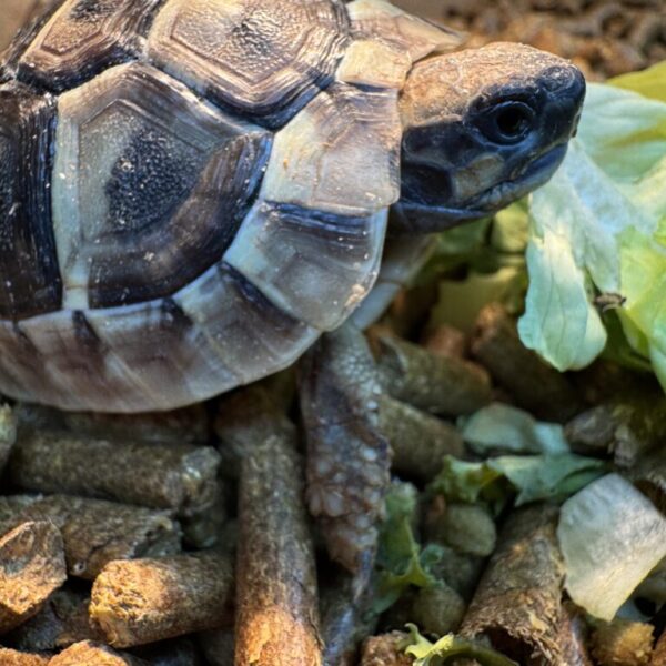 Hermann’s tortoises