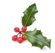 Holly and Berries