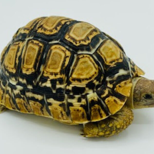 Leopard Tortoises