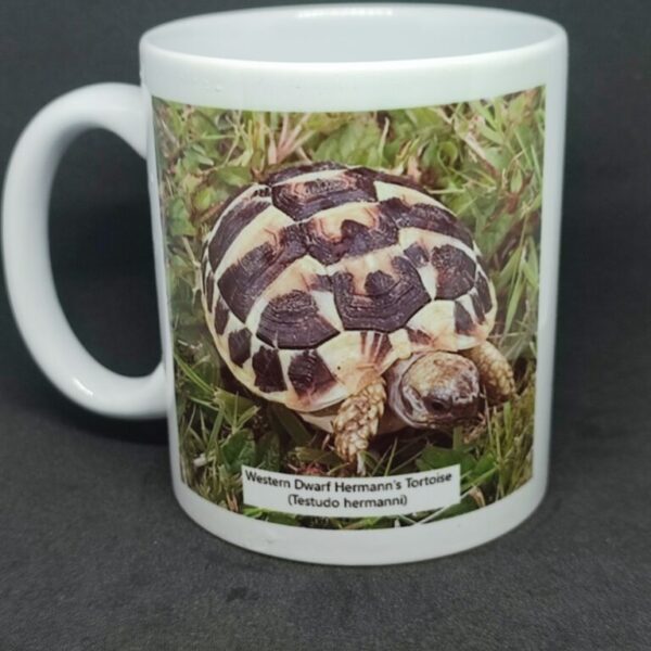 Dwarf Tortoise Mug