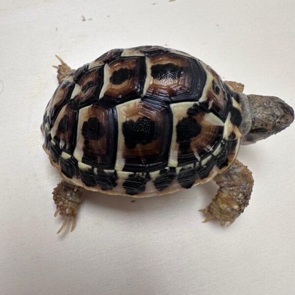 Dwarf Western Hermann’s tortoises