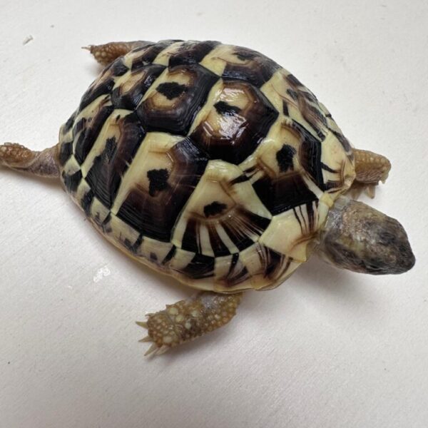 Dwarf Hermann’s Garden tortoises