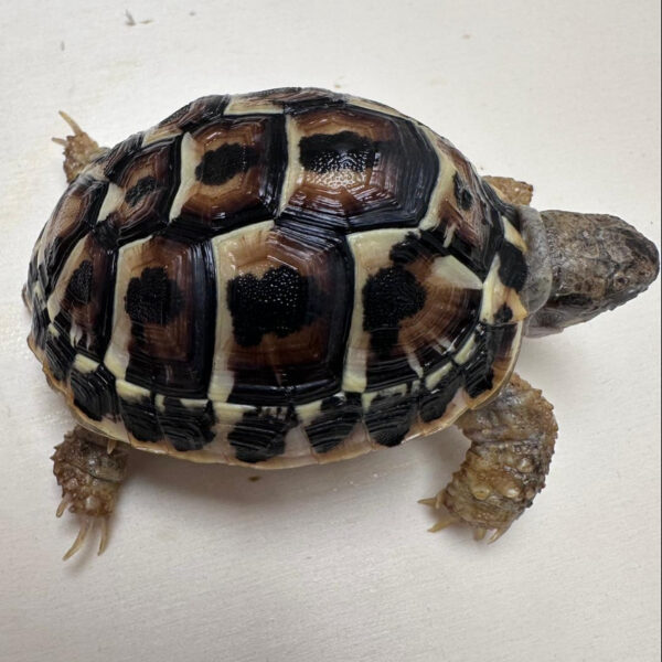 Western Dwarf Hermann’s Garden tortoise