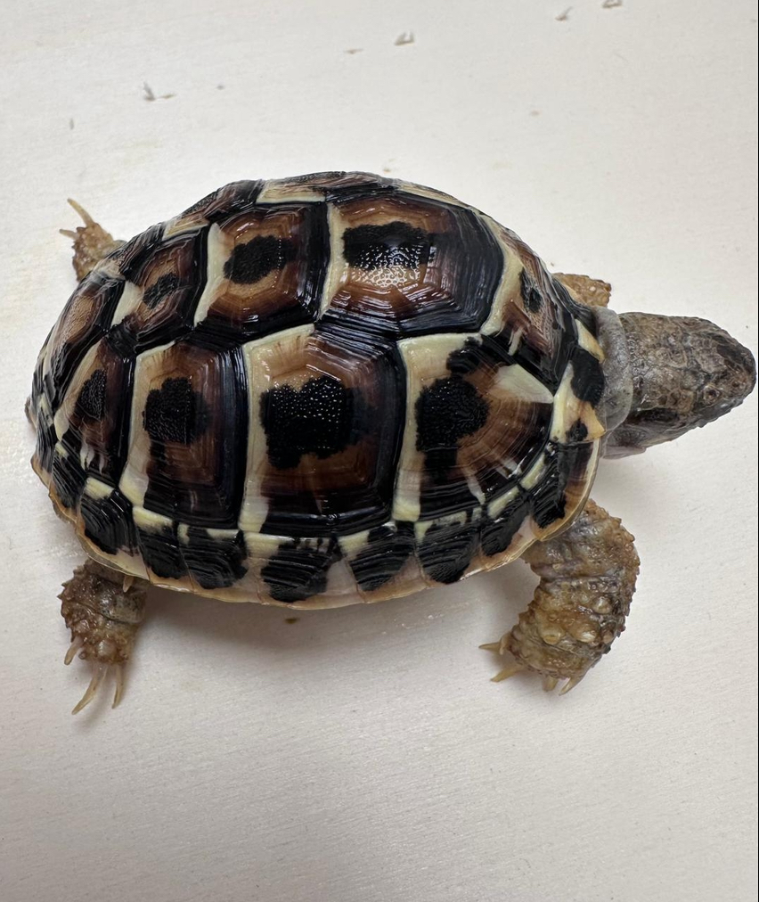 Western Dwarf Hermann’s Garden tortoise