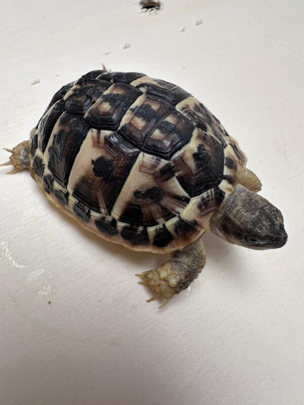 DWARF Western Hermann’s Tortoises - Image 2