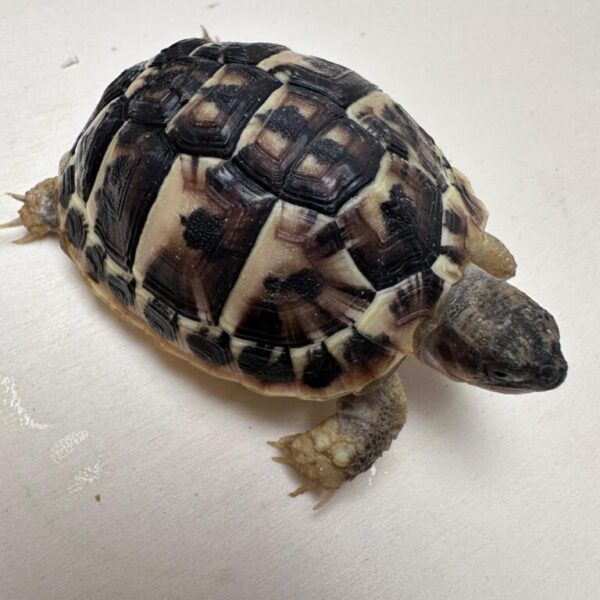 Dwarf Western Hermann’s tortoises