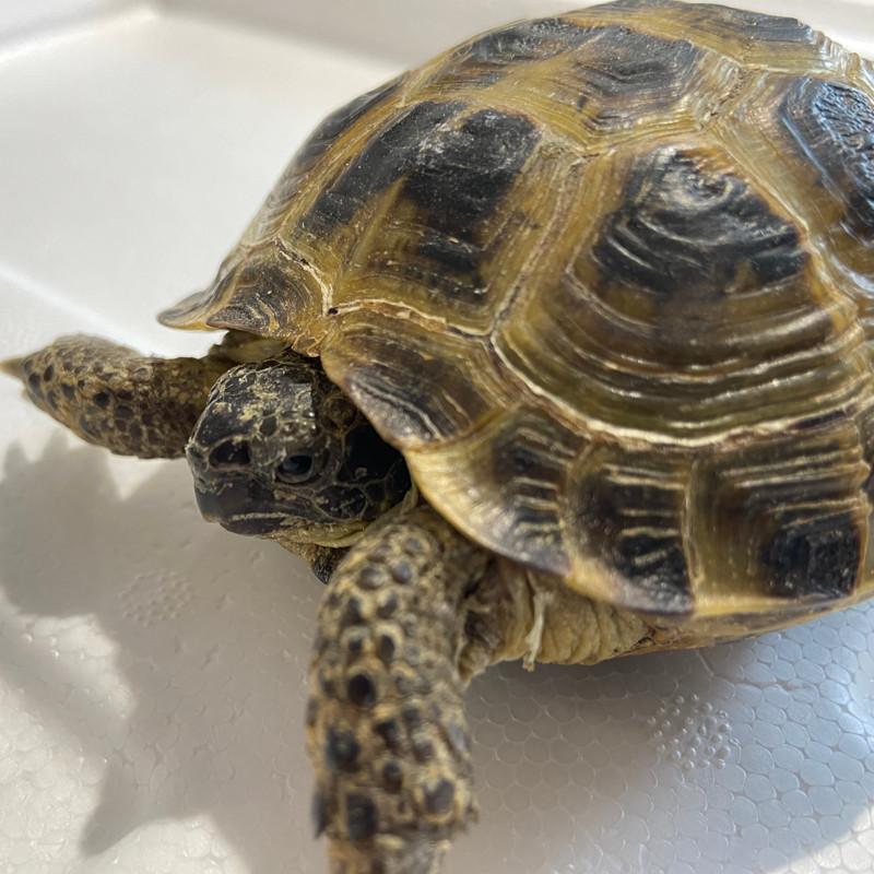 Horsfield 2024 captive bred