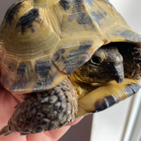 Horsfield tortoise sub adult