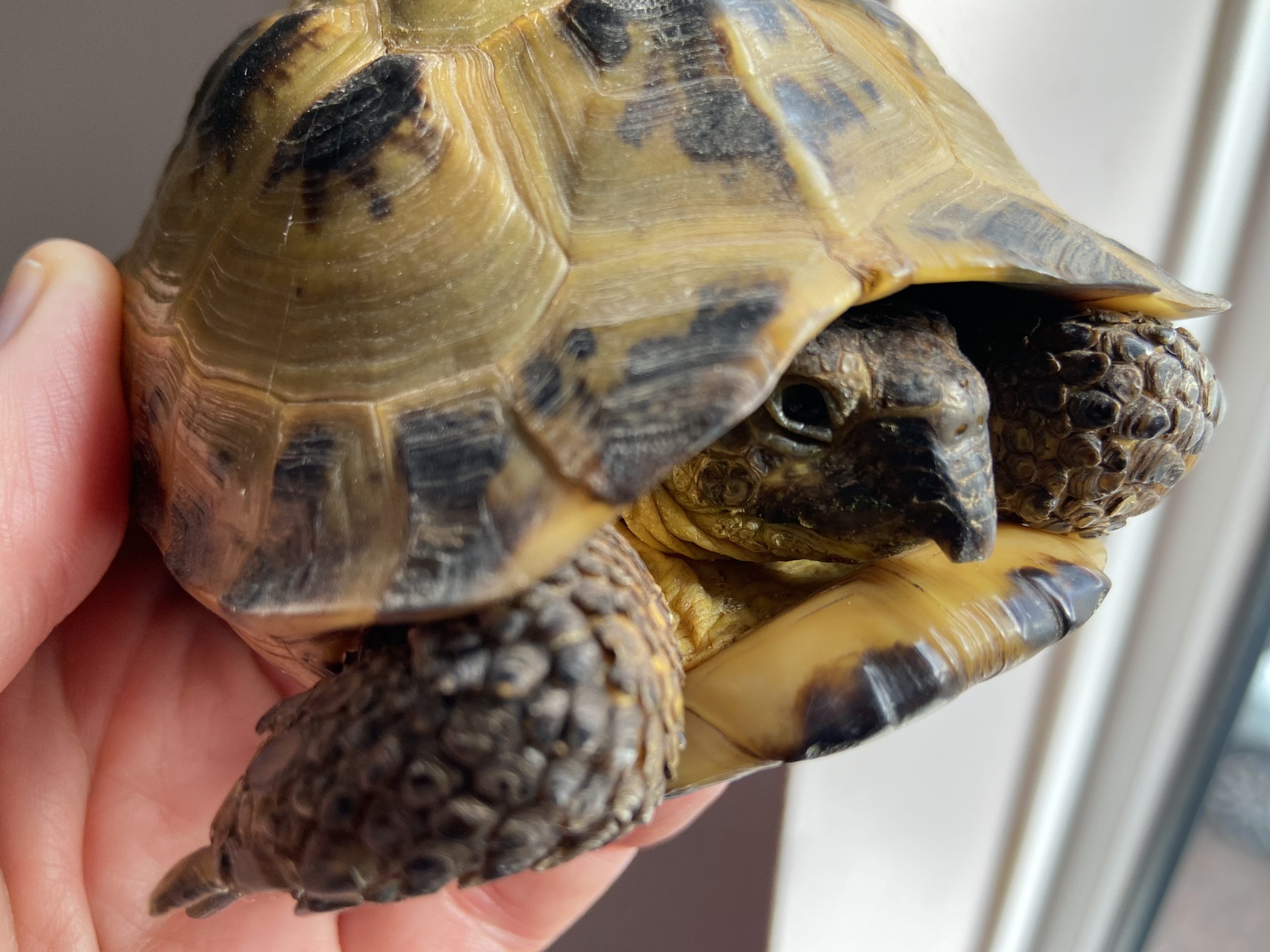 Horsfield tortoise sub adult