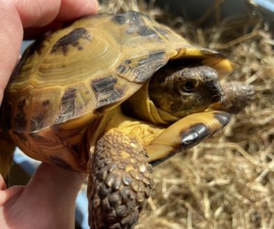 Horsfield Sub Adult male