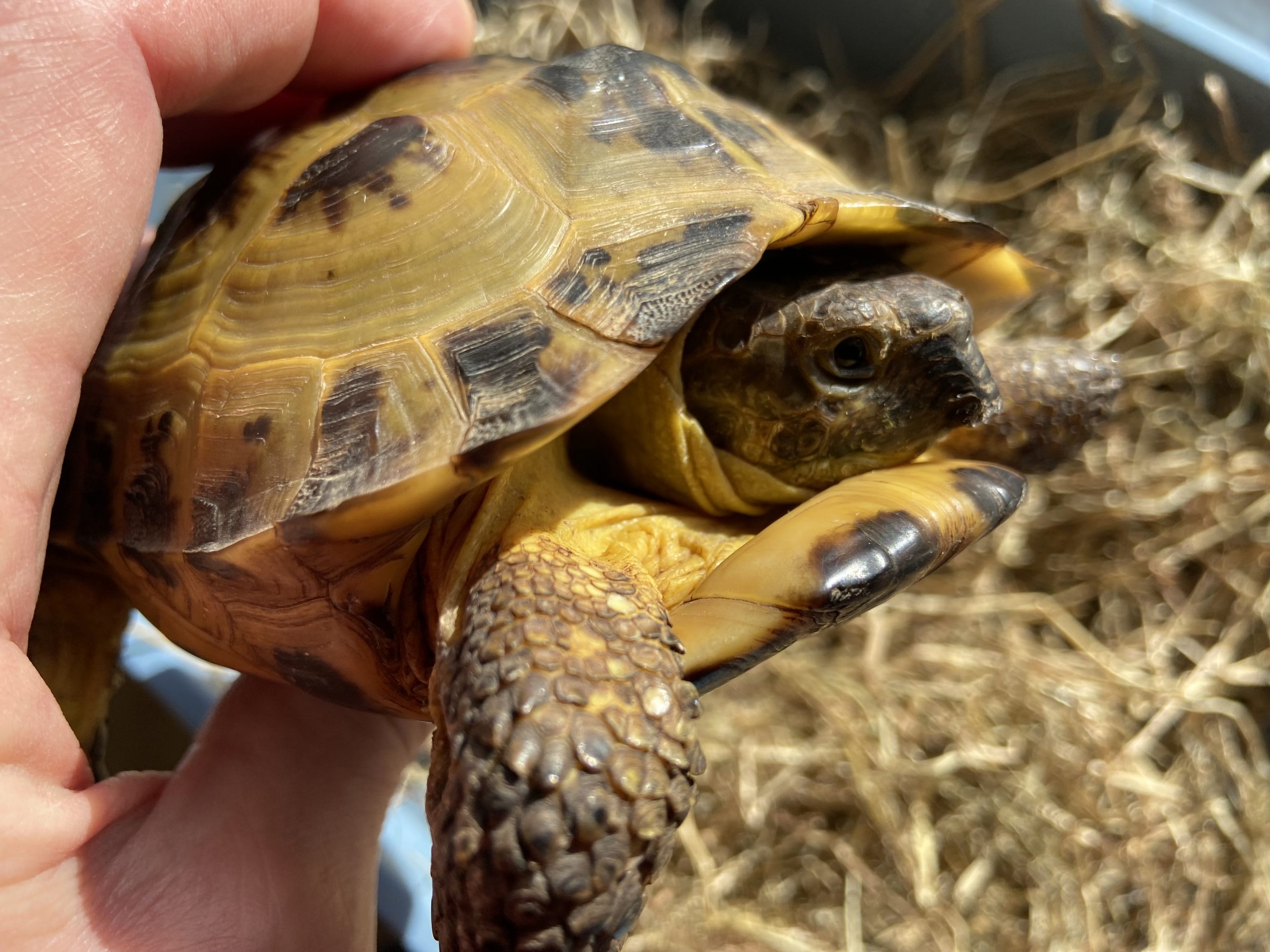 10% October Discount on all tortoises